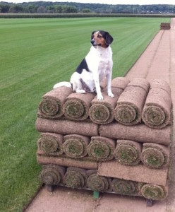 Benefits of a sod installation vs. seeding/hydroseeding